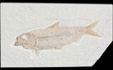 Detailed, Knightia Fossil Fish - Wyoming #42345-1